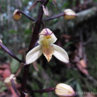 Aphyllorchis montana Rchb.f.